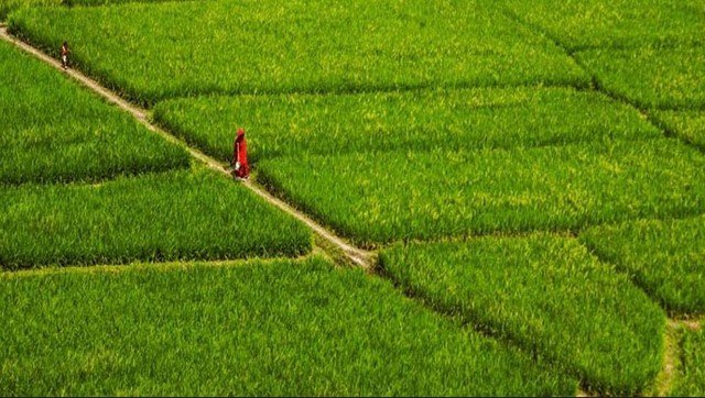 ২৫ বিঘা পর্যন্ত জমির কর মওকুফ হচ্ছে